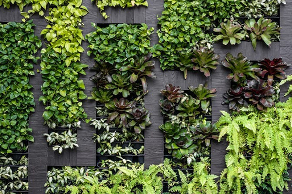 فواید گرین وال یا دیوار سبز در ساختمان