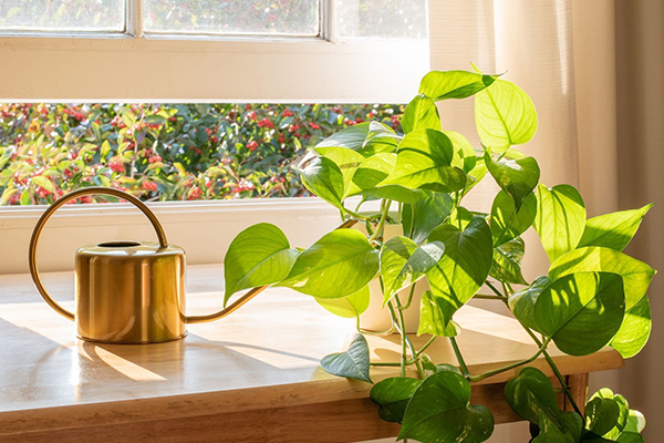 اصول فنگ شویی با گیاهان آپارتمانی