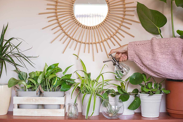 تاثیر گیاهان آپارتمانی در اتاق خواب برای تصفیه هوا