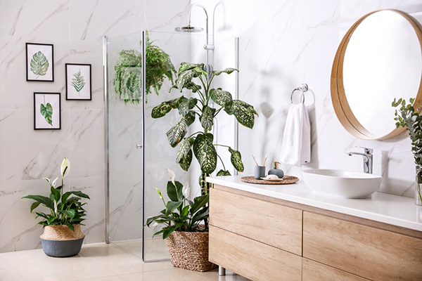 گیاه مخصوص دستشویی و حمام چه ویژگی هایی دارد؟
