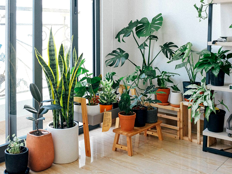 تاثیر گیاهان آپارتمانی در اتاق خواب برای تصفیه هوا